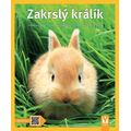 Zakrslý králík: Správná péče, rady odborníků, také pro začátečníky - Jak na to